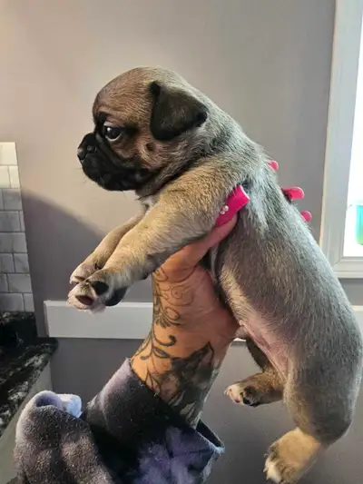 Boston pugs x, View more
