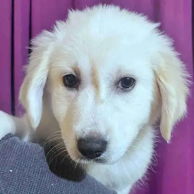 livestock guardian puppies (3 left!), View more