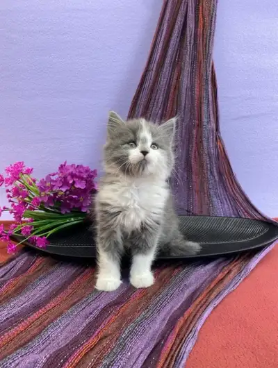 Snuggly Maine Coon Purebred Kitten, View more