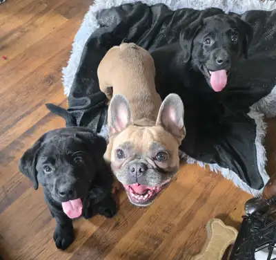 1 male 1 female Full labrador retriever Dad is CKC REGISTERED pen hip excellent Mom No papers, dna'd...