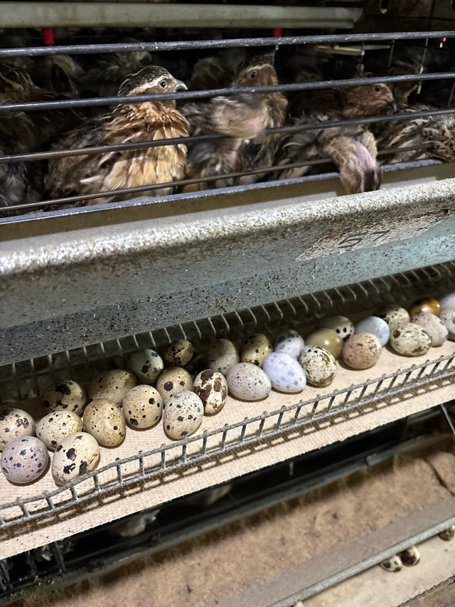 quail eggs  in Livestock in Chatham-Kent