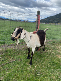 Nubian/Alpine milking goat