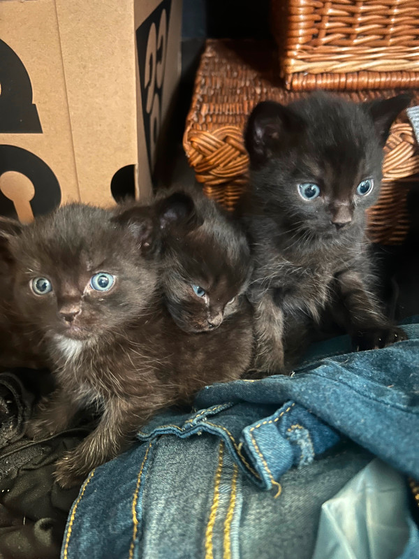 Beautiful black kittens, ready to go home ) Cats & Kittens for