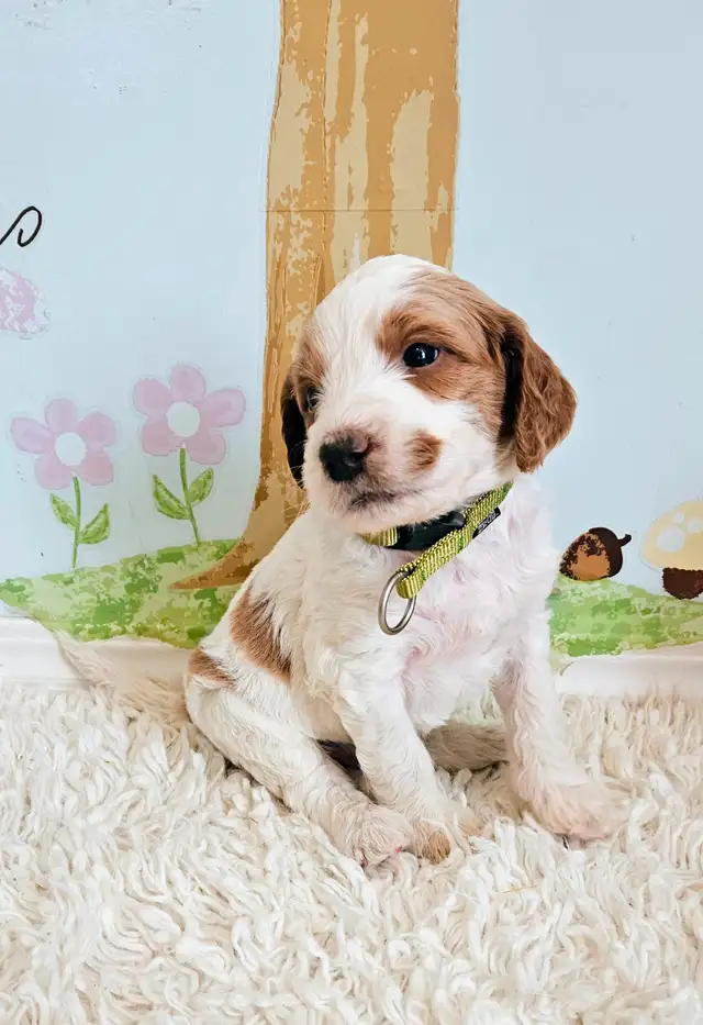 Gorgeous Goldendoodle Puppies! in Dogs & Puppies for Rehoming in Edmonton - Image 9