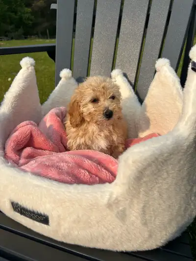 bichion poodle puppies 1  left, View more