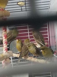 canaries for sale lot of male and female Gloster Canary birds. 