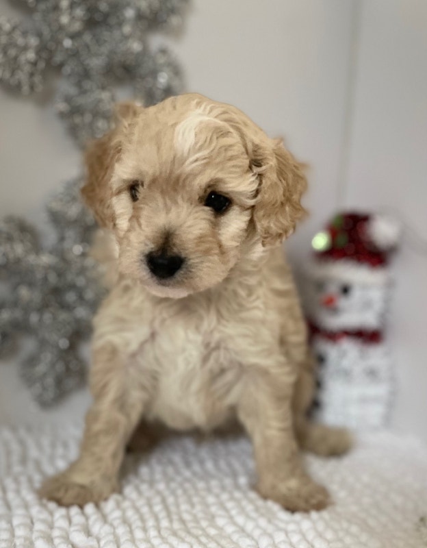 Small Miniature Poodles ready to give you their love in 2 weeks! Dogs