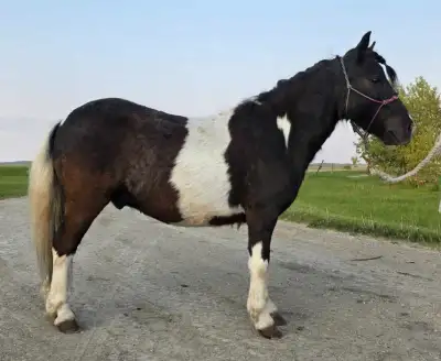 Jasper is a beautiful black and white mini pony gelding. He stands 36.5" and is approximately 4 year...