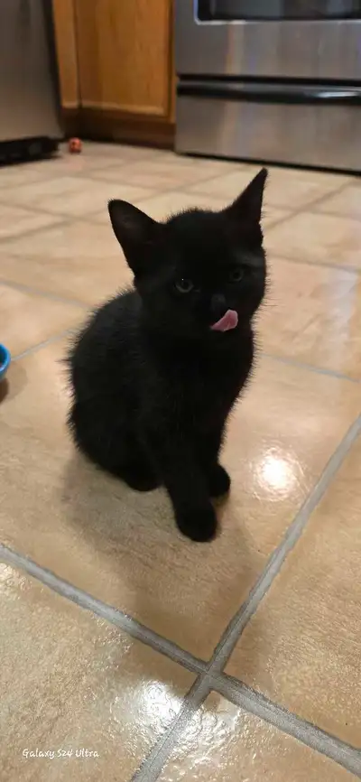 chaton pour adoption, View more