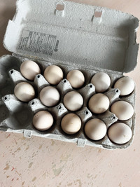 14 Silkie Hatching Eggs
