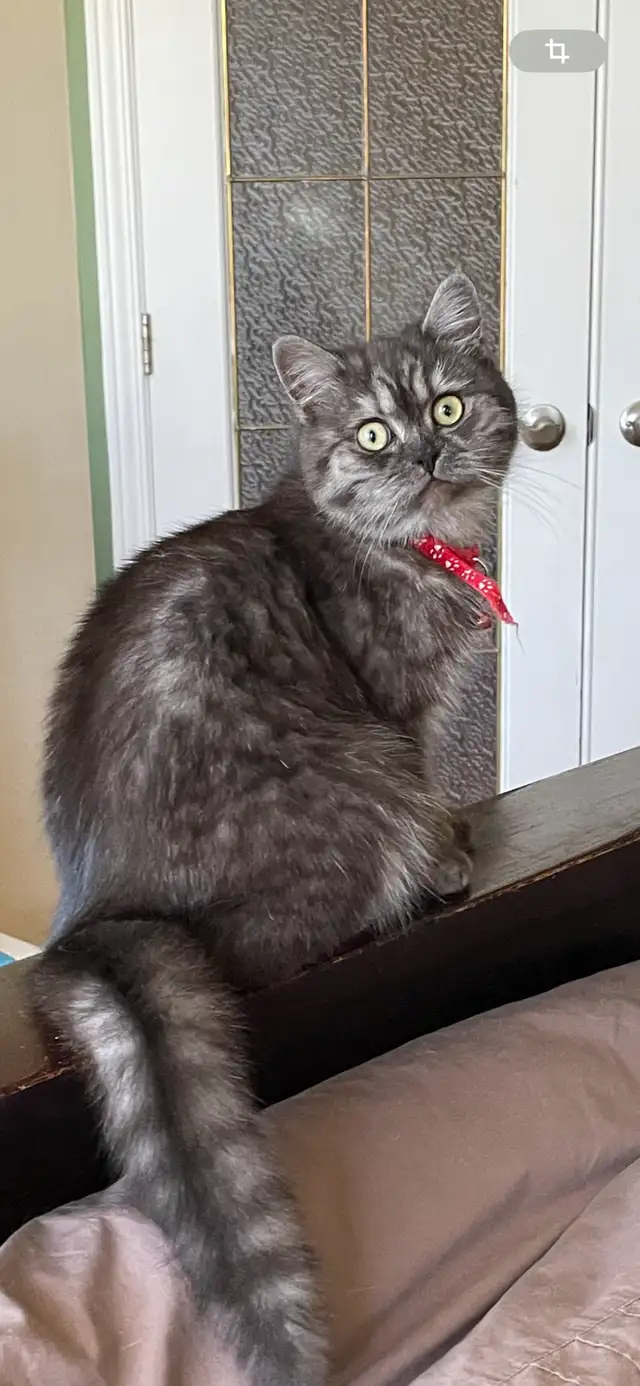 Beautiful British shorthair 8 months old female in Cats & Kittens for Rehoming in City of Montréal - Image 6