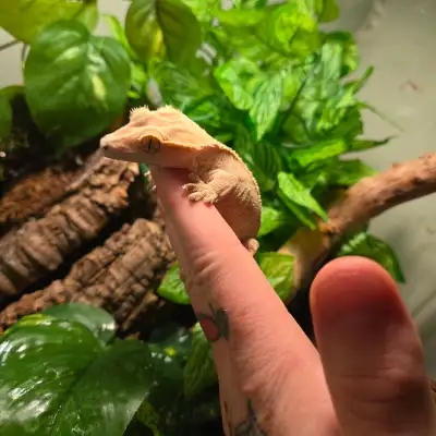 Female crested gecko, View more