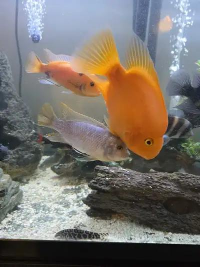 Large Blood Parrots for Sale , View more