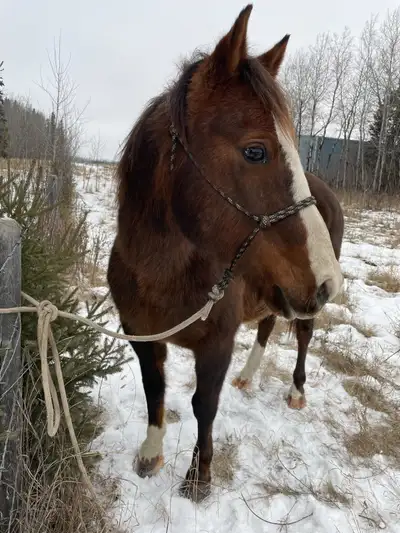 Axel - 17 y/o gelding, Voir plus