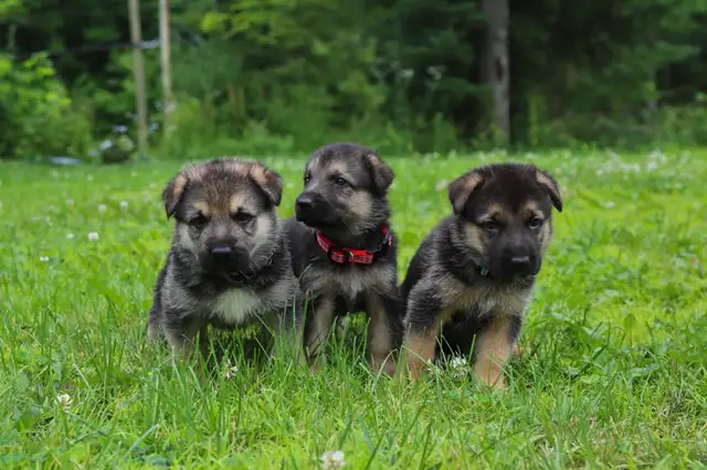 Only 1 left Vaccinated and healthy german shepherd puppies in Dogs & Puppies for Rehoming in Ottawa - Image 5
