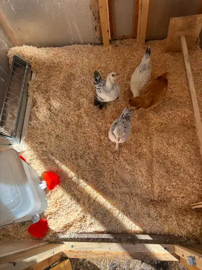Four 5 week old Bantam Chickens, View more