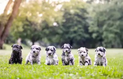 Hungarian sheepdog puppies, View more