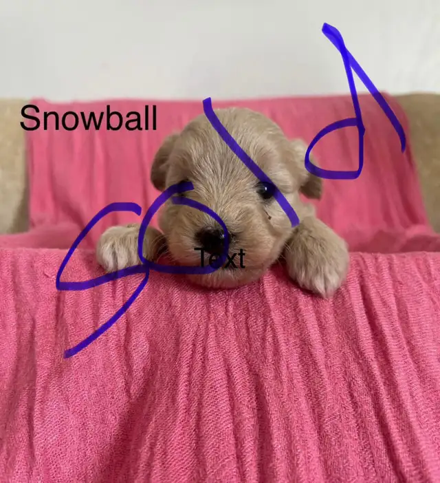 Mini Goldendoodle (ready to go) in Dogs & Puppies for Rehoming in Leamington - Image 4