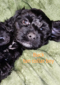 Gorgeous Cockapoo pups delivery included