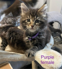 Main Coon kittens for sale   Purr-Ty Cat Paradise