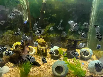 I have different size Polar Blue Parrot Cichlids for small fee. Please contact if you are interested...