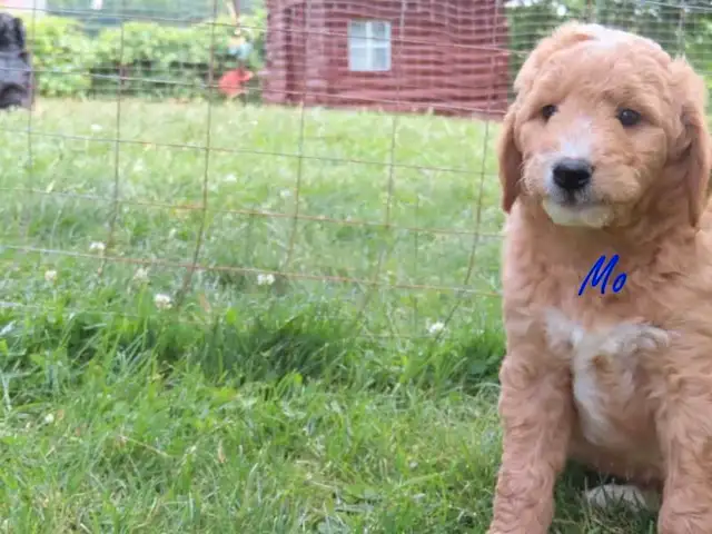 Golden retriever mix. in Dogs & Puppies for Rehoming in Kitchener / Waterloo - Image 4