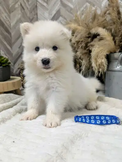 Stunning Samoyed puppies ready for their new homes on July 6th at 8 weeks old! 2 Males available 2 F...