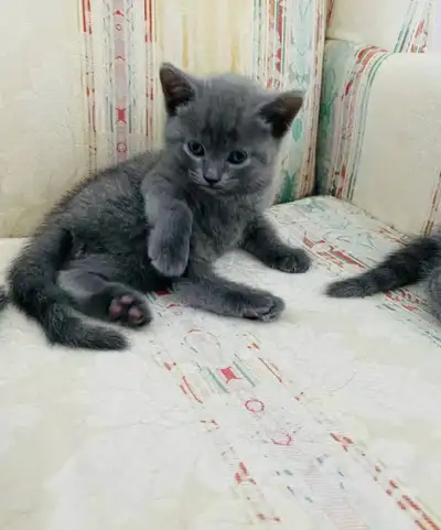 Russian blue kittens, View more