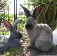 IN SEARCH OF: Blue and Sable Flemish Giant Rabbits.
