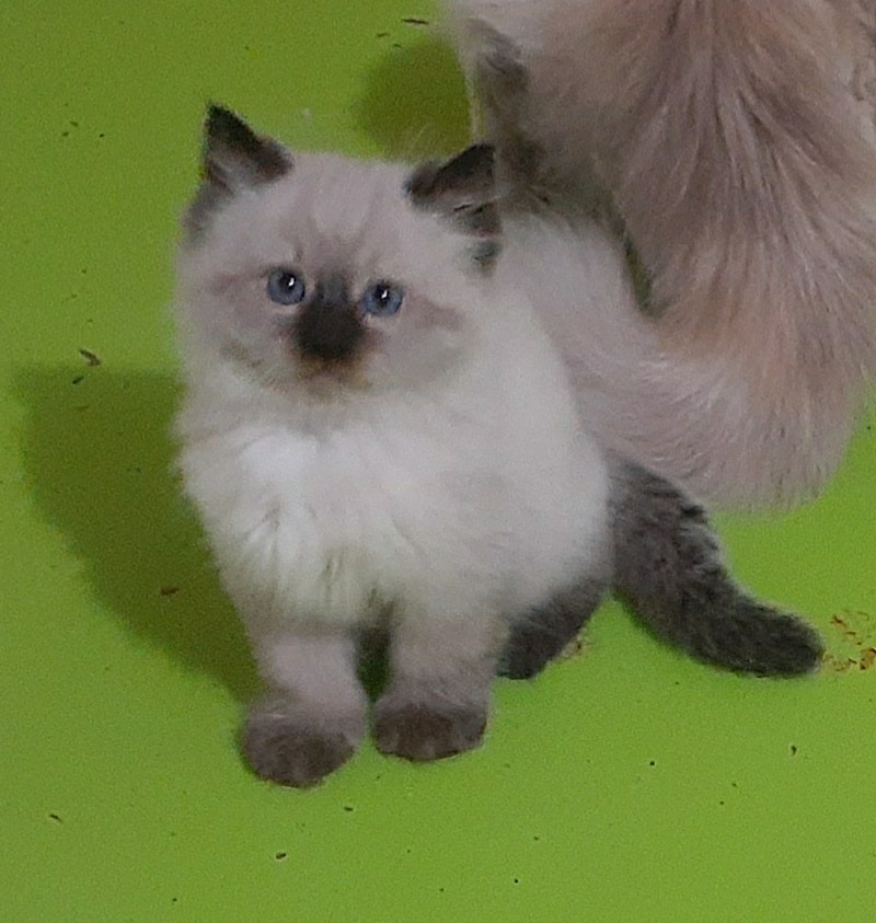 RAGDOLL cross KITTENS Cats & Kittens for Rehoming Abbotsford Kijiji