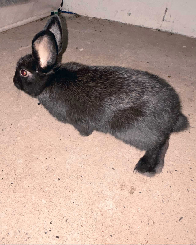 Free bunny in Small Animals for Rehoming in Edmonton