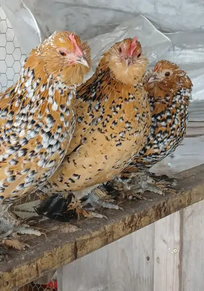 Belgian duccle mille de fleur chicks and eggs, View more