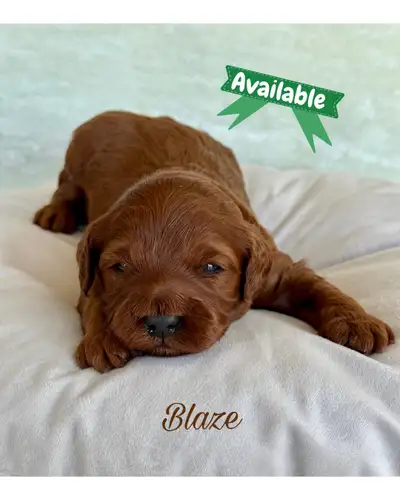 ***Last Pup***Red F1b Mini Labradoodles Available, View more