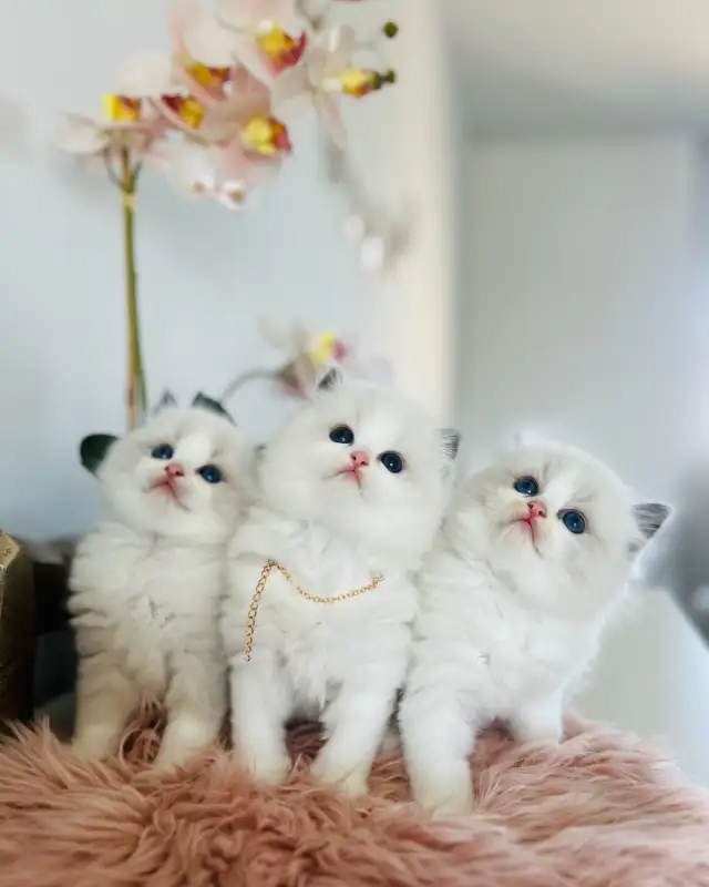 Chatons Ragdoll (pure race)❤️Scottish(pure race)❤️males et feme in Cats & Kittens for Rehoming in Laval / North Shore - Image 5