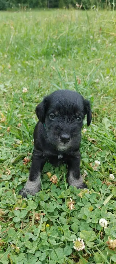 Miniature Schnauzer Puppies For Sale, View more