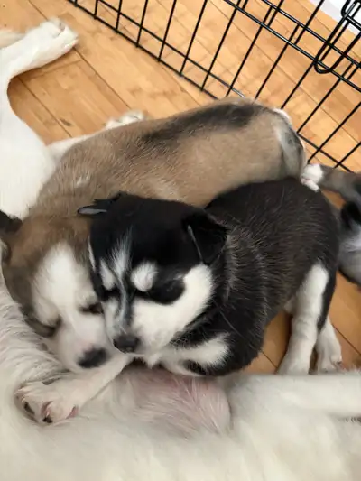 HUSKY PUPPIES, View more