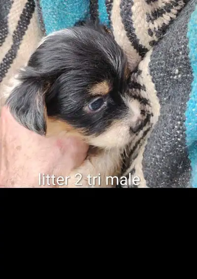 chihuahua dog in Dogs & Puppies for Rehoming in British Columbia
