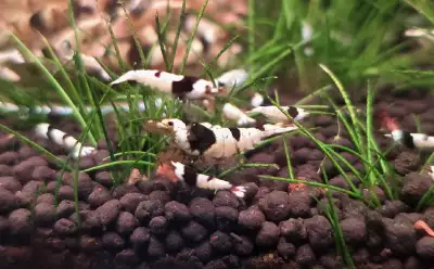 Crystal black Caradina Shrimp, View more