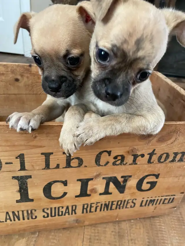 Chug puppies only 2 left in Dogs & Puppies for Rehoming in Moncton - Image 7