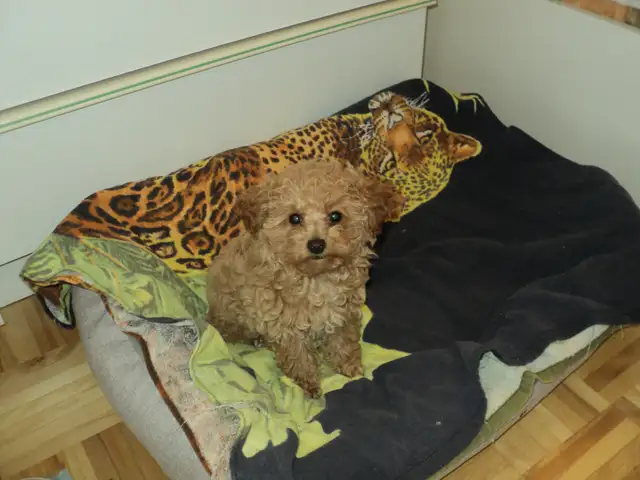 Caniche Toy, femelle abricot (rousse) in Dogs & Puppies for Rehoming in City of Montréal - Image 7