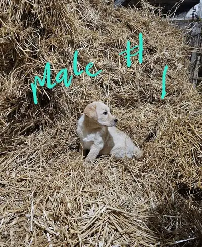 Yellow Lab, Golden retriever, Collie mix puppies, View more
