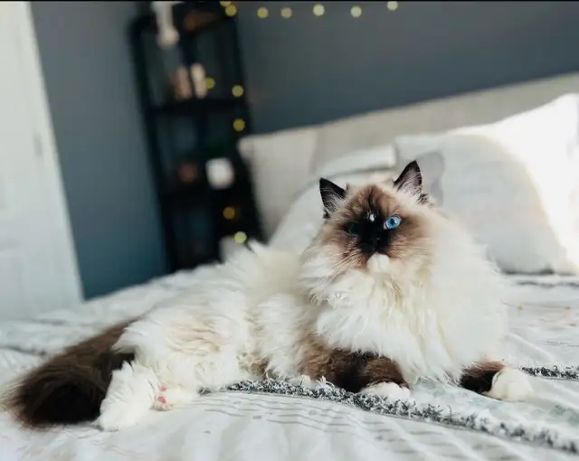 Chatons Ragdoll (pure race)❤️Scottish(pure race)❤️males et feme in Cats & Kittens for Rehoming in Laval / North Shore - Image 7