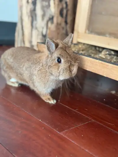 Female Netherland dwarf bunny up for grabs! Unfortunately we just don’t have the time for her and fe...