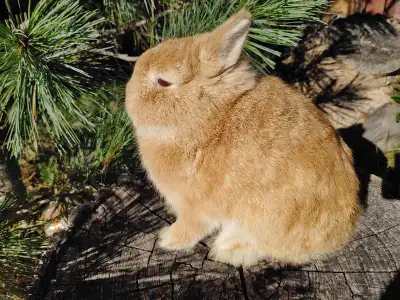 The most beautiful baby dwarf bunny rabbits are in Montreal. A little drive, but worth the trip! Del...