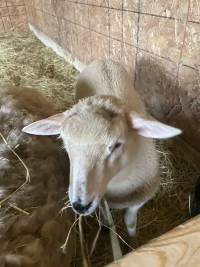 Ram Lamb!, View more