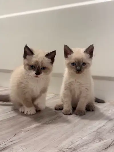 Siamese female kittens, View more