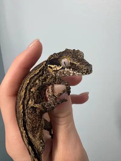 Gargoyle Gecko, View more