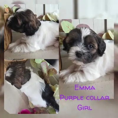 Shihtzu X Puppies!!, View more