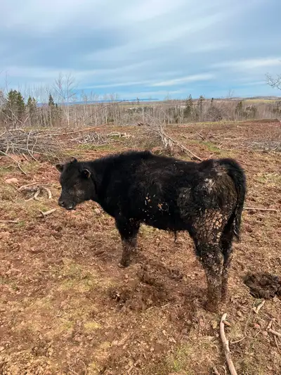 Herefords/Angus bulls, View more