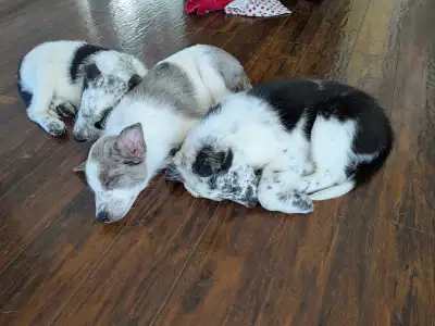 All puppies adopted to there new loving families!, View more